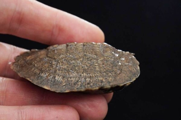 画像2: モリイシガメ　B個体　完売しました (2)