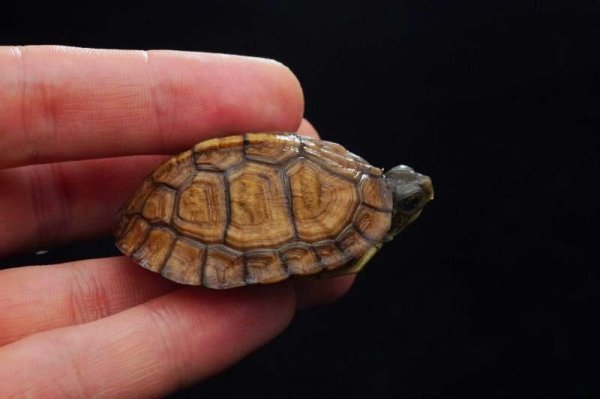 画像2: ガルフコーストハコガメ　B個体 (2)