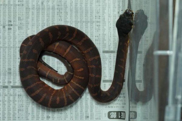 画像4: ベーレンパイソン　♂　F個体 (4)