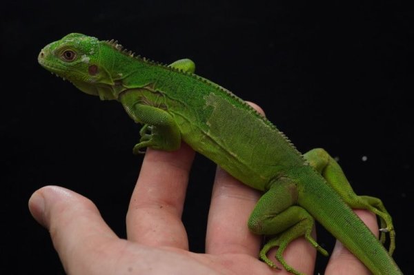 画像10: レッサーアンティルイグアナ  ペア (10)