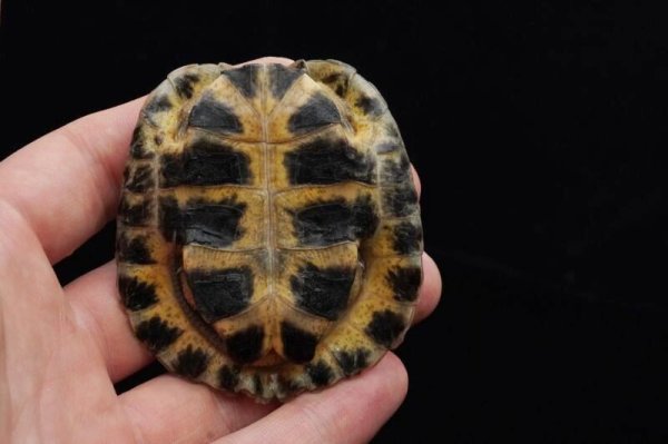 画像4: モリイシガメ　C個体　完売しました (4)