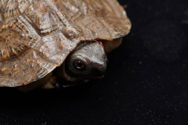 画像5: モリイシガメ　A個体　完売しました (5)