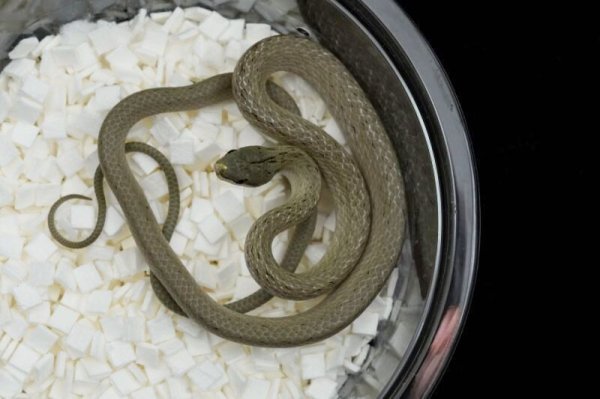 画像2: ライノラットスネーク　♂ (2)