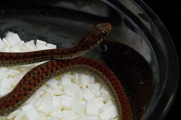 画像3: イースタンガータースネーク　エリスリスティック　♀ (3)