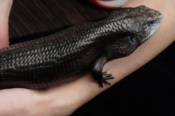 画像5: ハルマヘラアオジタトカゲ　メラニスティック (5)