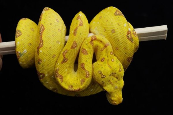 画像3: グリーンパイソン　ビアク (3)