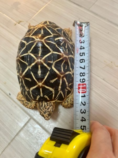 画像4: インドホシガメＤ個体（完売しました） (4)