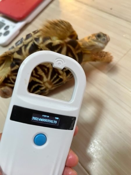 画像5: インドホシガメＤ個体（完売しました） (5)