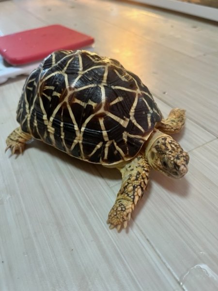 画像2: インドホシガメＤ個体（完売しました） (2)