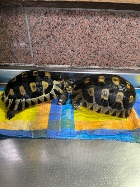 画像7: ソリガメ☆♀ (7)