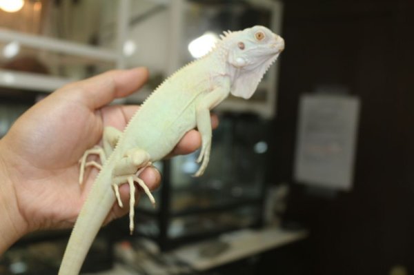 画像3: スノーイグアナ　(T−アザン) (3)