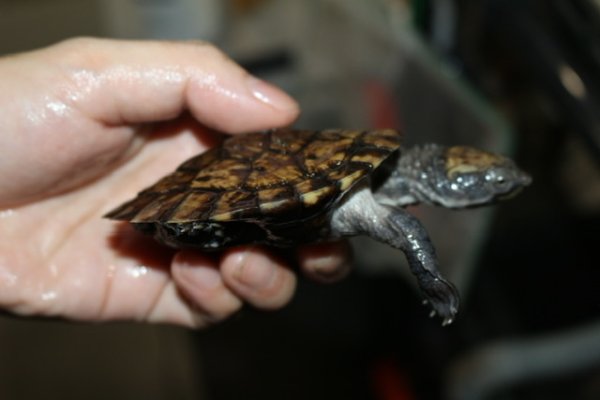 画像3: ノコヘリカブトガメ　B個体完売しました (3)