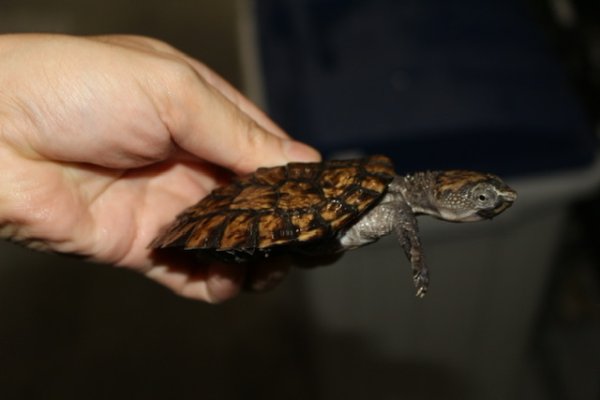 画像3: ノコヘリカブトガメ　c個体　完売しました (3)