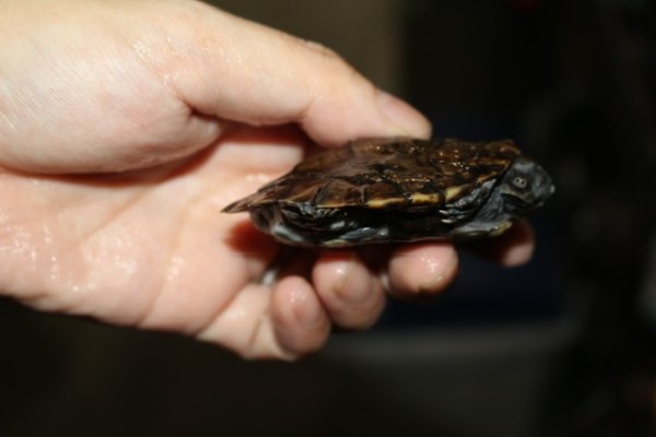 画像3: ノコヘリカブトガメ　D個体完売しました (3)