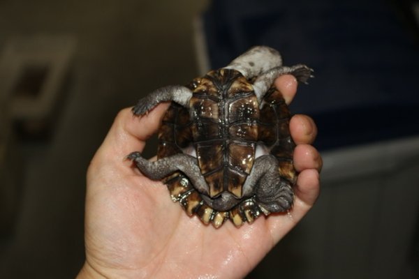 画像2: ノコヘリカブトガメ　c個体　完売しました (2)