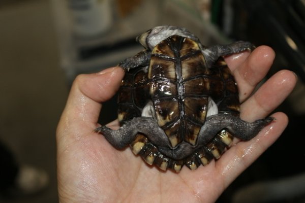 画像2: ノコヘリカブトガメ　B個体完売しました (2)