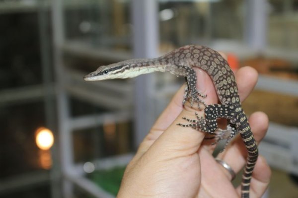 画像2: キンバリーロックモニター　 (2)