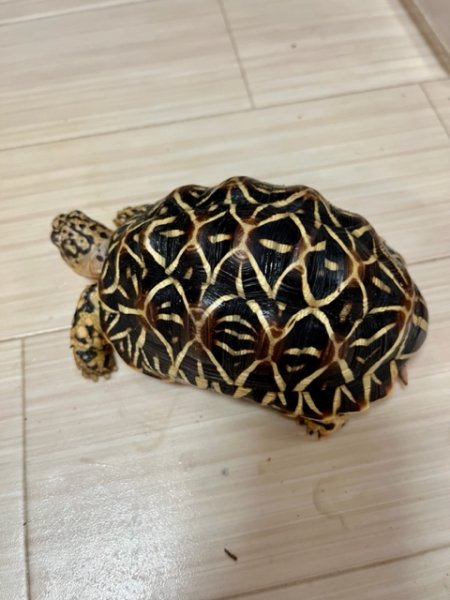 画像3: インドホシガメＫ個体♂お迎えいただきました (3)