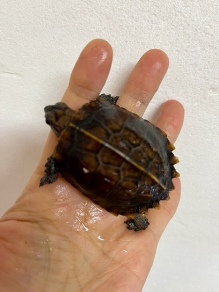 画像3: ヒラセガメＥＵＣＢ (3)