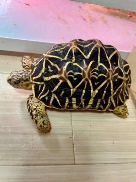 画像4: インドホシガメＬ個体♂お迎えいただきました (4)