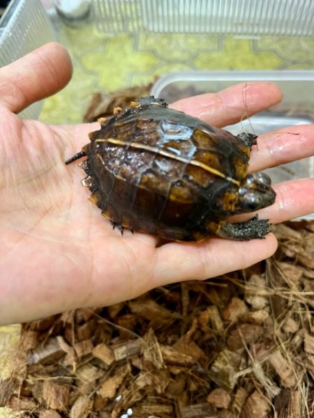 画像2: ヒラセガメＥＵＣＢ (2)