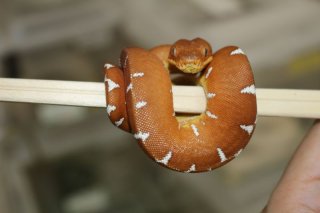 メル蛇 c332012f-s.jpg