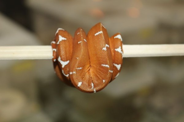 画像3: エメラルドツリーボア　アマゾンベースン　♂　　4 (3)