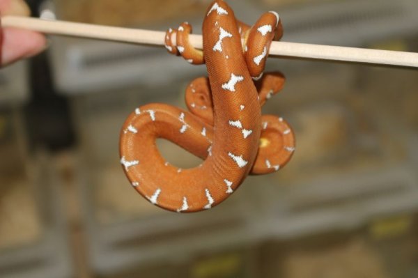 画像2: エメラルドツリーボア　アマゾンベースン　♀　　14 (2)