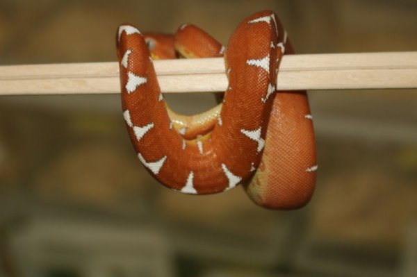 画像2: エメラルドツリーボア　アマゾンベースン　♀　　15 (2)