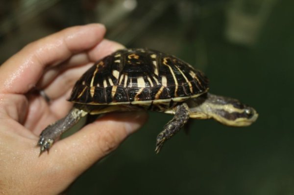 画像3: フロリダハコガメ　H個体　完売しました (3)