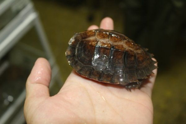 画像3: ヒラセガメ　H個体　完売しました (3)