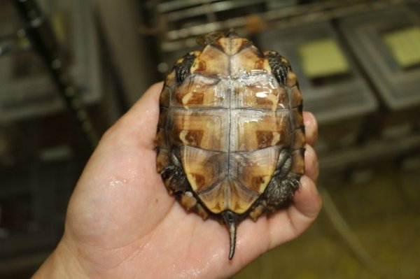 画像4: ヒラセガメ　D個体　完売しました。 (4)