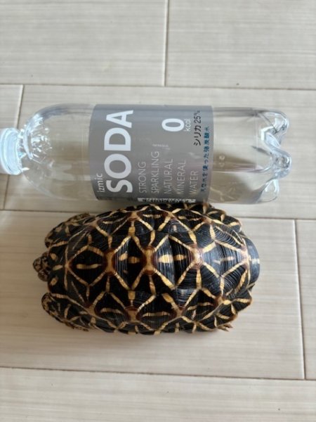 画像2: インドホシガメＪ個体♂お迎え頂きました (2)