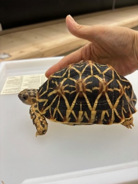 画像4: インドホシガメＭ個体（完売しました（） (4)