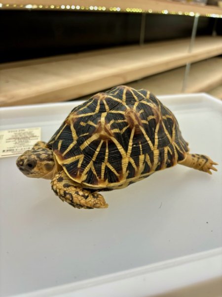 画像2: インドホシガメＭ個体（完売しました（） (2)