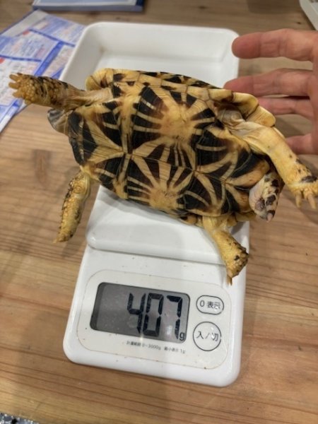 画像5: インドホシガメＭ個体（完売しました（） (5)