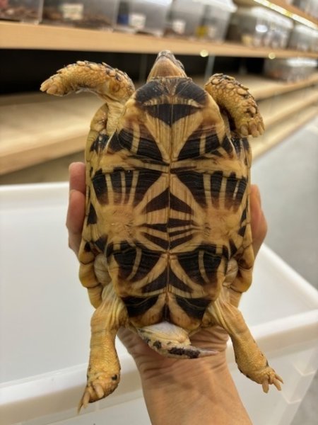 画像3: インドホシガメＭ個体（完売しました（） (3)