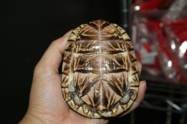 画像2: フロリダハコガメ　P個体　 (2)