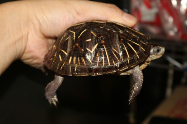 画像3: フロリダハコガメ　P個体　 (3)