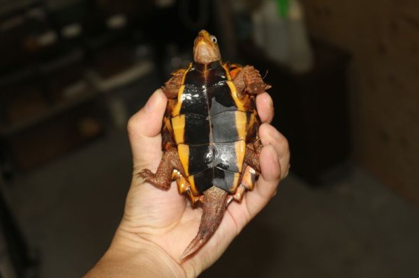 画像4: スペングラーヤマガメ　♂C (ペア価格) (4)