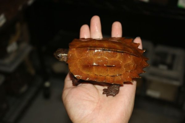 画像2: スペングラーヤマガメ　♀D (ペア価格)完売しました (2)