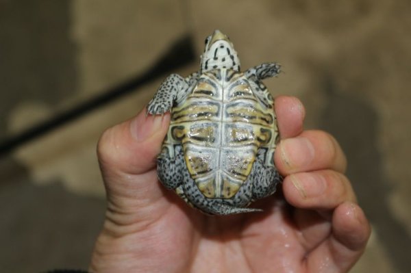 画像4: コンセントリックカロリナダイヤモンドバックテラピン完売しました (4)