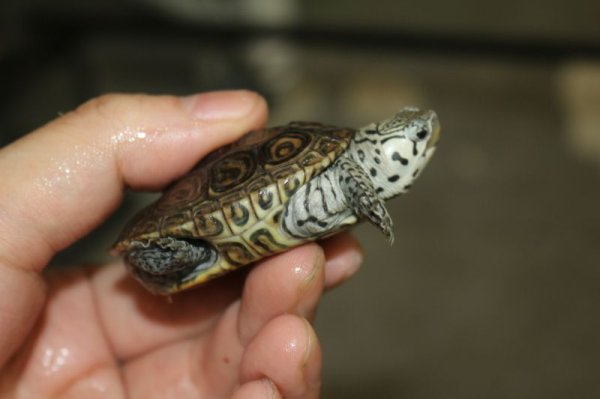 画像2: コンセントリックカロリナダイヤモンドバックテラピン完売しました (2)