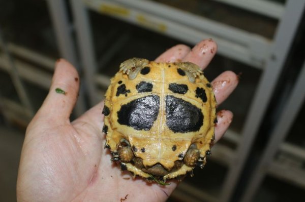 画像4: セレベスリクガメ　小サイズB 完売しました (4)