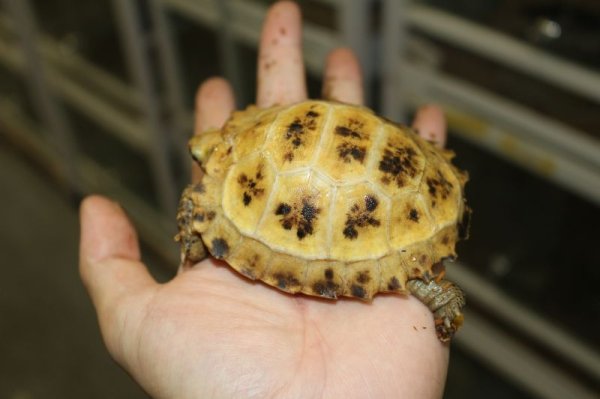 画像2: セレベスリクガメ　小サイズA 完売しました (2)