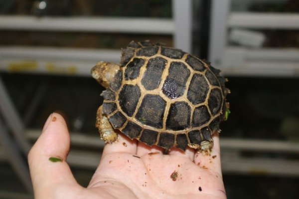 画像2: セレベスリクガメ　小サイズB 完売しました (2)