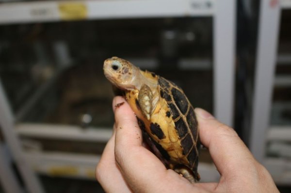 画像3: セレベスリクガメ　小サイズB 完売しました (3)