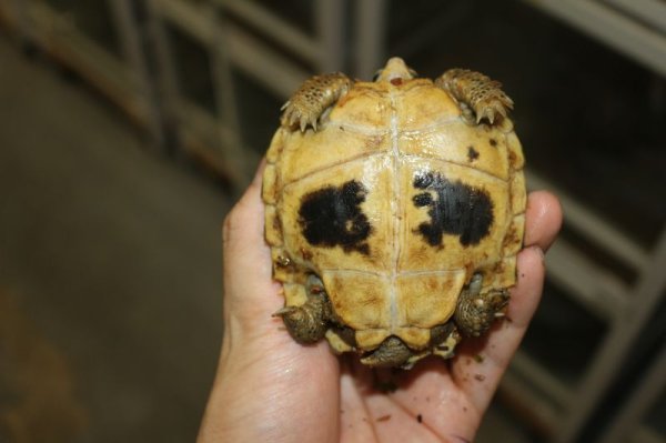 画像4: セレベスリクガメ　小サイズA 完売しました (4)