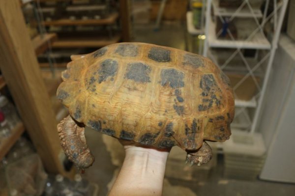 画像2: セレベスリクガメ　A♂ (2)