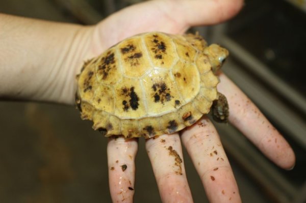 画像3: セレベスリクガメ　小サイズA 完売しました (3)